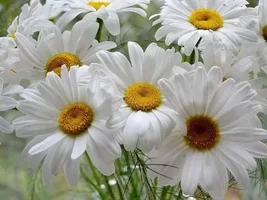 1 (14).webp