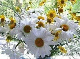 1 (26).webp