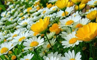 1 (28).webp