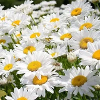 1 (29).webp