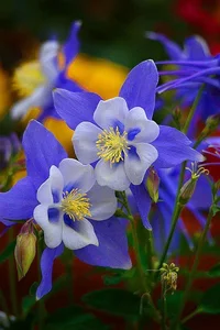 1 (32).webp