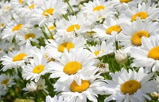 1 (35).webp