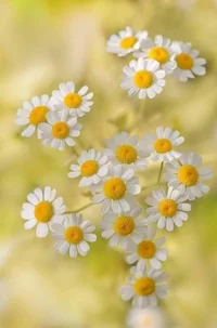 1 (38).webp