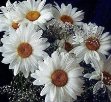 1 (40).webp