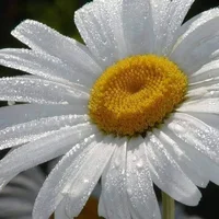 1 (41).webp