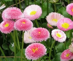 1 (43).webp