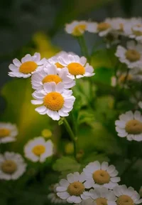 1 (44).webp
