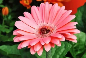 1 (46).webp