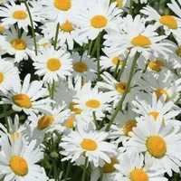 1 (48).webp