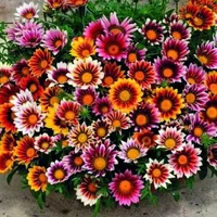 1 (56).webp
