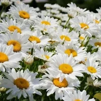 1 (57).webp