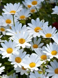 1 (59).webp