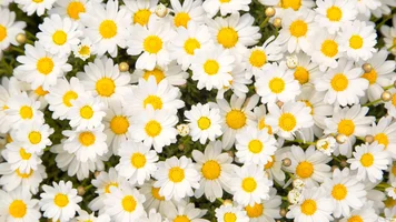 1 (60).webp