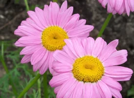 1 (61).webp