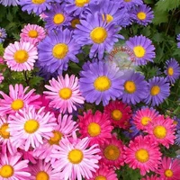 1 (62).webp