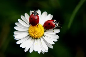1 (64).webp