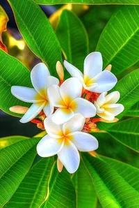 1 (65).webp