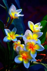 1 (66).webp
