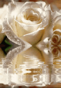 1 (1).gif