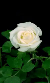 1 (5).webp