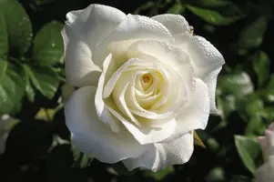 1 (6).webp