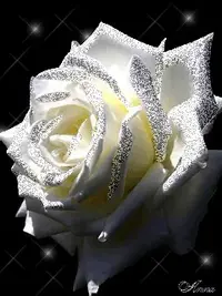 1 (7).webp