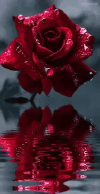1 (10).webp