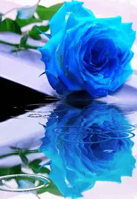 1 (17).webp