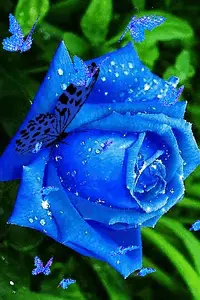 1 (18).webp