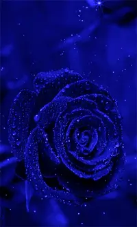 1 (21).webp
