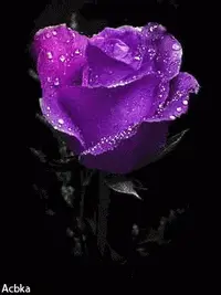 1 (23).webp