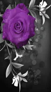 1 (28).webp