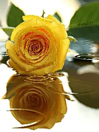 1 (38).webp