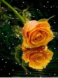 1 (43).webp