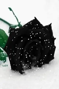 1 (48).webp