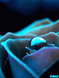 1 (52).gif