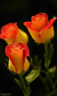 1 (59).webp