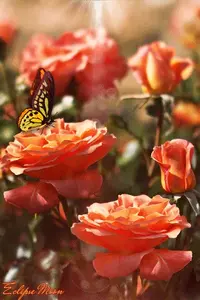 1 (64).webp