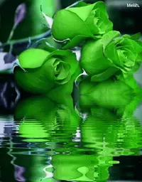 1 (65).webp