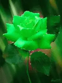 1 (67).webp