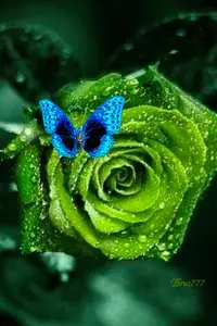 1 (68).webp