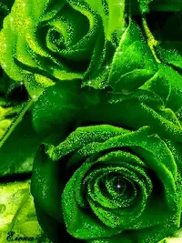 1 (70).webp