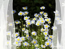 1 (9).webp