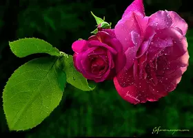 1 (13).webp