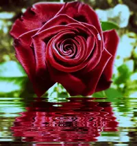 1 (19).webp