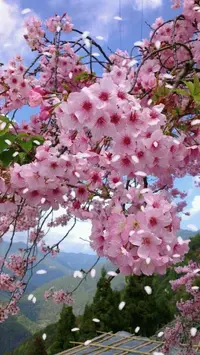 1 (24).webp