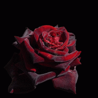 1 (31).gif