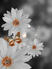 1 (73).webp