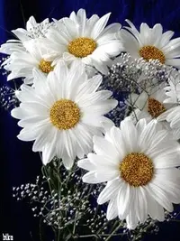 1 (80).webp