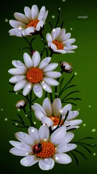 1 (81).webp